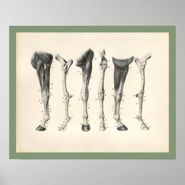Horse Veterinary Leg Bones Muscle Anatomy Print (Front)