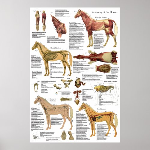 Horse Veterinary Muscle Skeletal Anatomy Poster