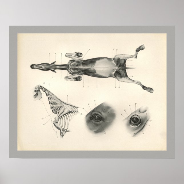 Horse Veterinary Muscle Skeleton Anatomy Print (Front)