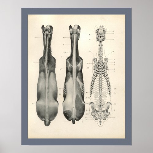 Horse Veterinary Skeletal Muscle Anatomy Print