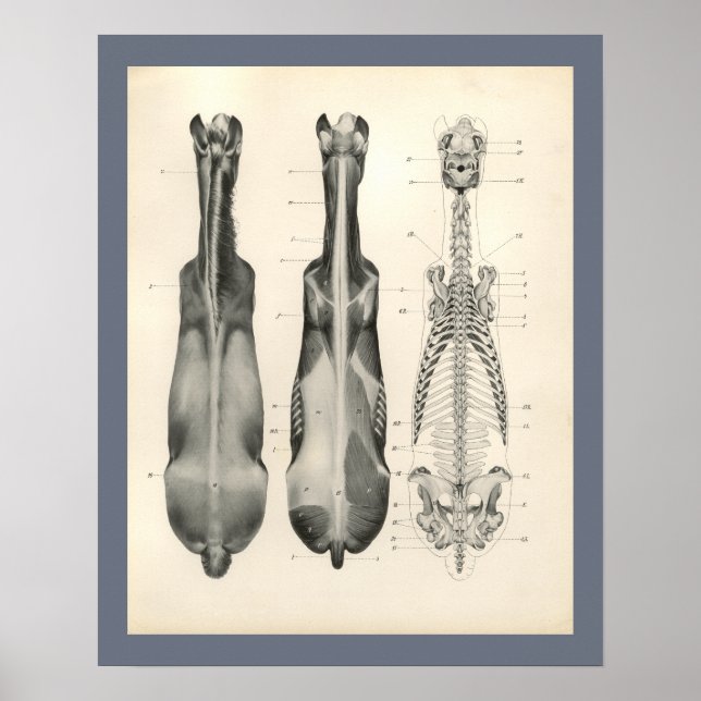 Horse Veterinary Skeletal Muscle Anatomy Print (Front)
