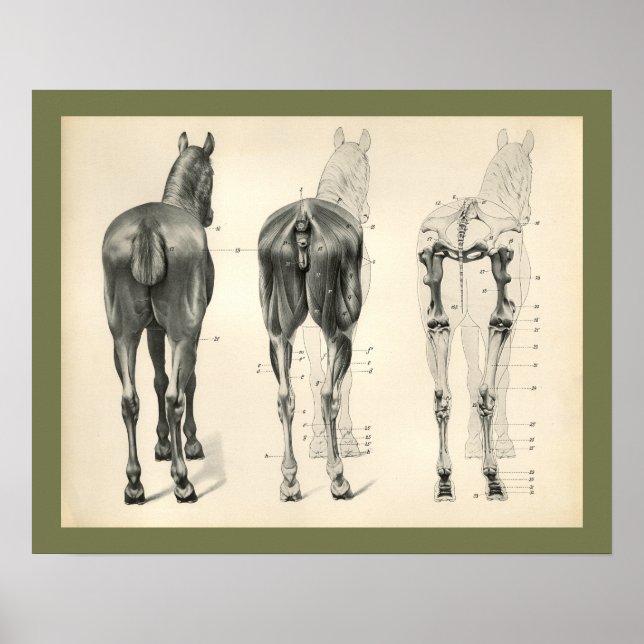 Horse Veterinary Skeletal Muscle Anatomy Print (Front)