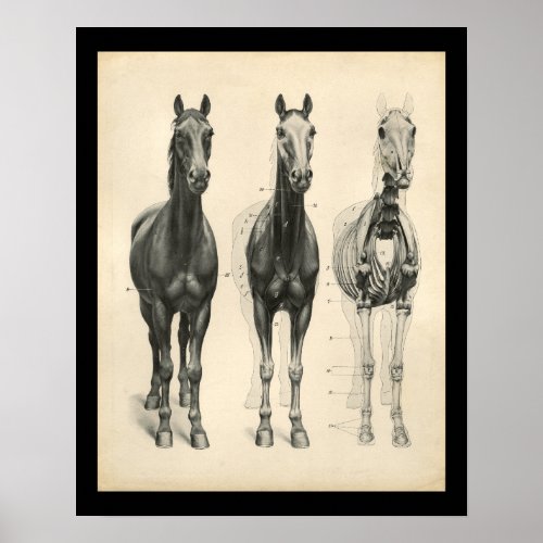 Horse Veterinary Skeletal Muscle Anatomy Print