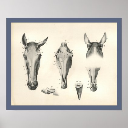 Horse Veterinary Skull Head Muscle Anatomy Print