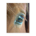 Horse Vision Postcard