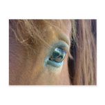 Horse Vision Postcard
