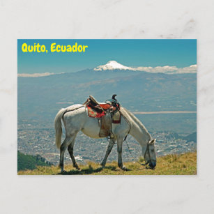 Horse & volcano, Quito, Ecuador Postcard