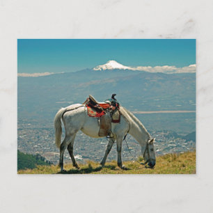 Horse & volcano, Quito, Ecuador Postcard
