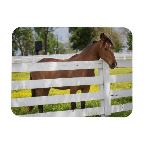 Horse Waiting by the Fence Magnet