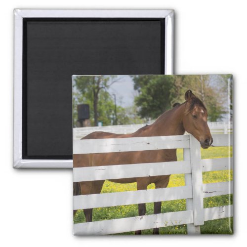Horse Waiting by the Fence Magnet