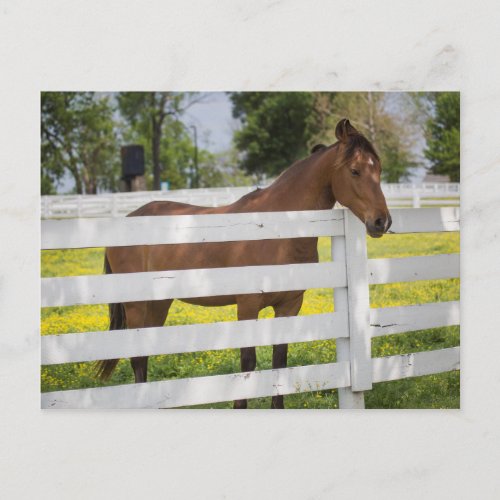 Horse Waiting by the Fence Postcard