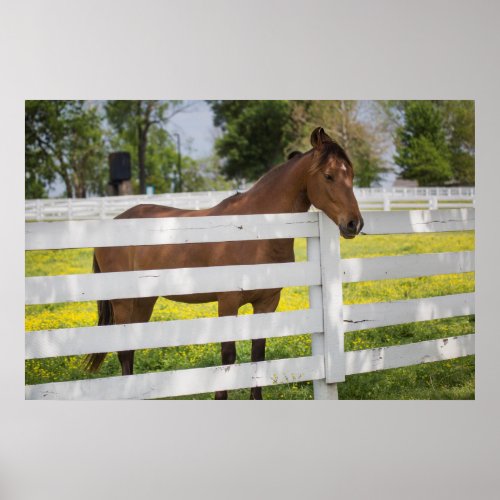 Horse Waiting by the Fence Poster