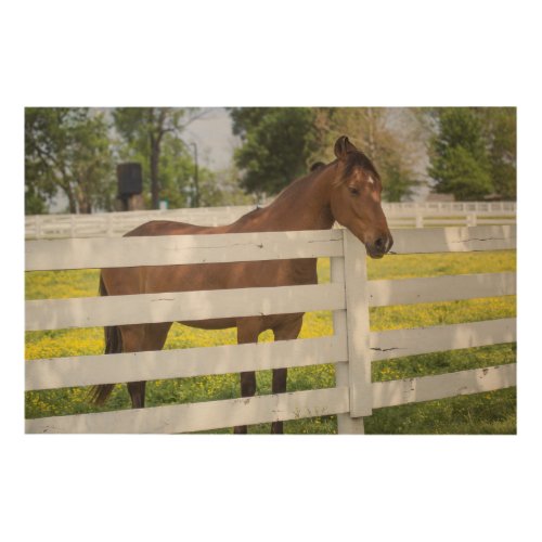 Horse Waiting by the Fence Wood Wall Decor