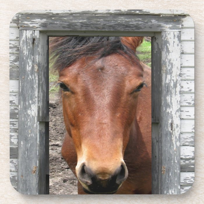 horse waiting for opportunity and success coasters