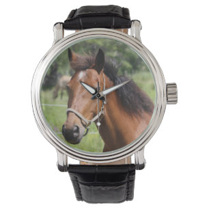 Horse Watch