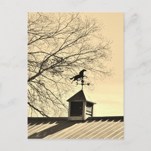 Horse Weather Vane sepia Postcard (Front)