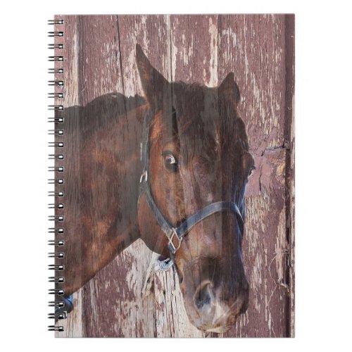 Horse  western riding Look into his eyes Notebook