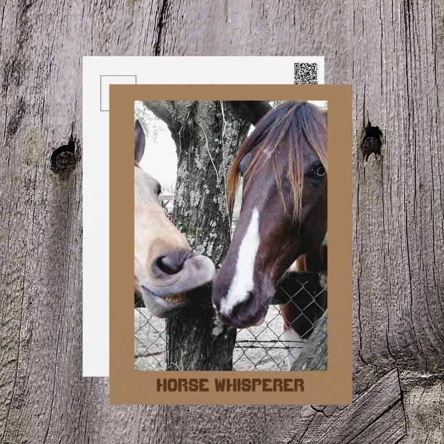 Horse Whisperer Two Horses Funny Photographic Postcard (Creator Uploaded)