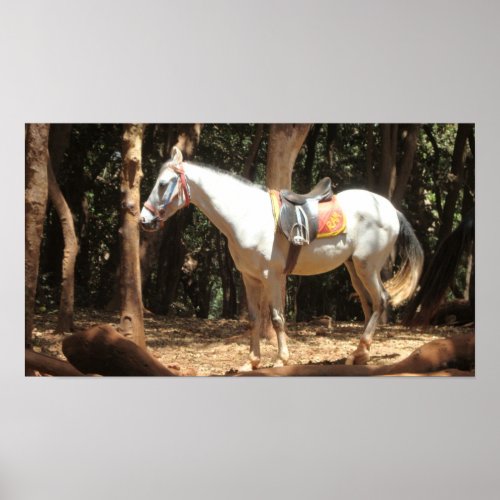 Horse white poster