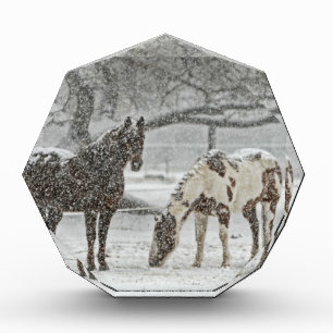 horse winter snow farm ranch animals snowy frozen award