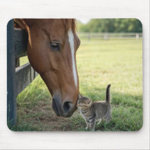 Horse with Kitten in a Farm Pasture