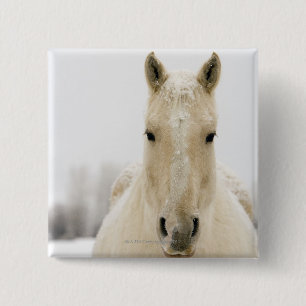 Horse with snow on head pinback button