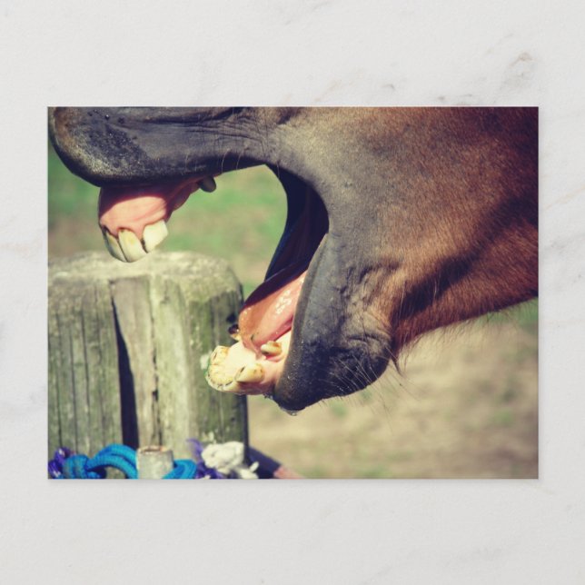 Horse Yawn Postcard (Front)