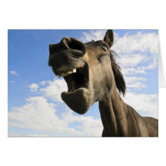 horse yawning cards