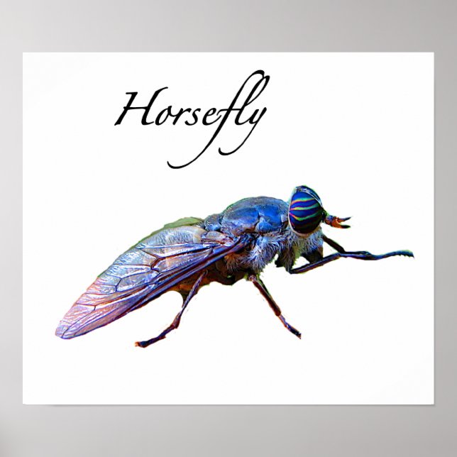 Horsefly Poster (Front)