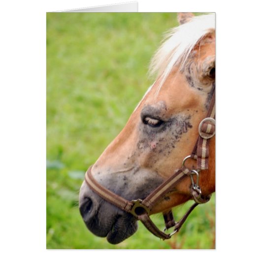 Horsehead 003 cards (Front)