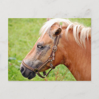 Horsehead 003 postcard