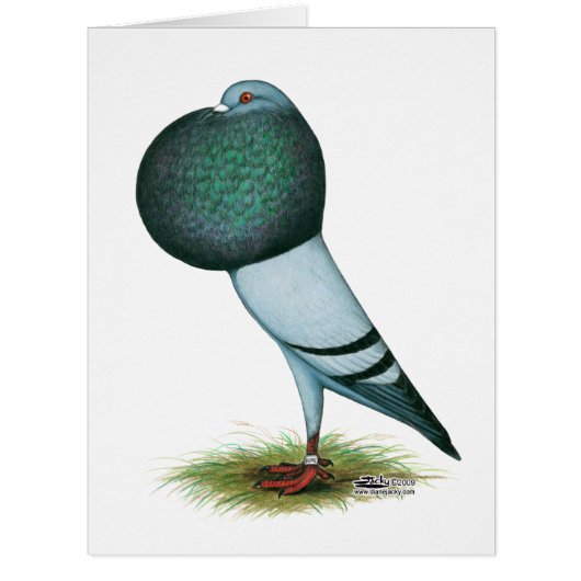 Horseman Pouter Pigeon Blue (Front)