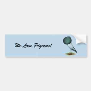Horseman Pouter Pigeon Blue Bumper Sticker