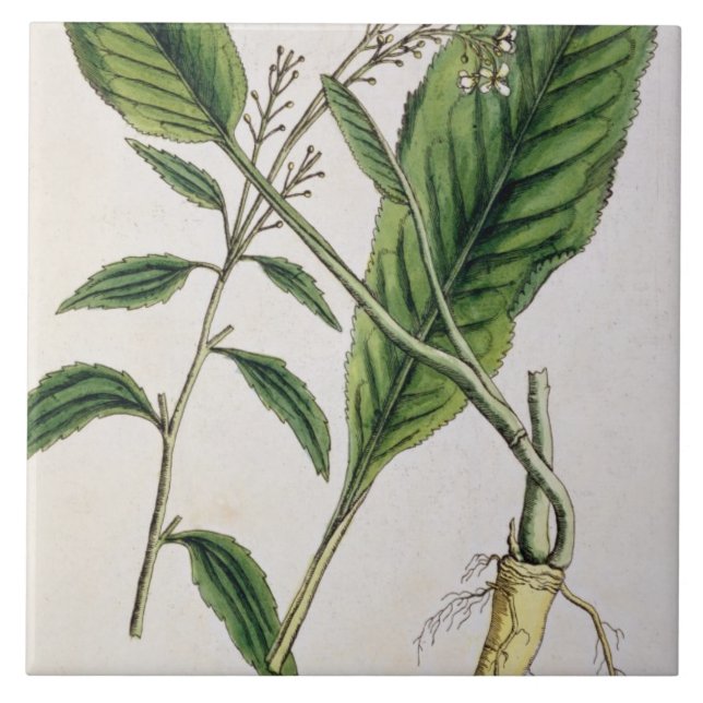 Horseradish, plate 415 from 'A Curious Herbal', pu Ceramic Tile (Front)