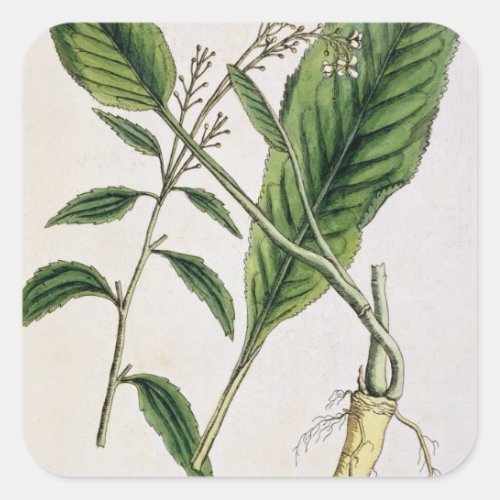 Horseradish plate 415 from A Curious Herbal pu Square Sticker