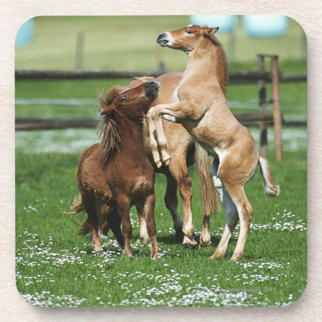 Horses 3 coaster (Front)