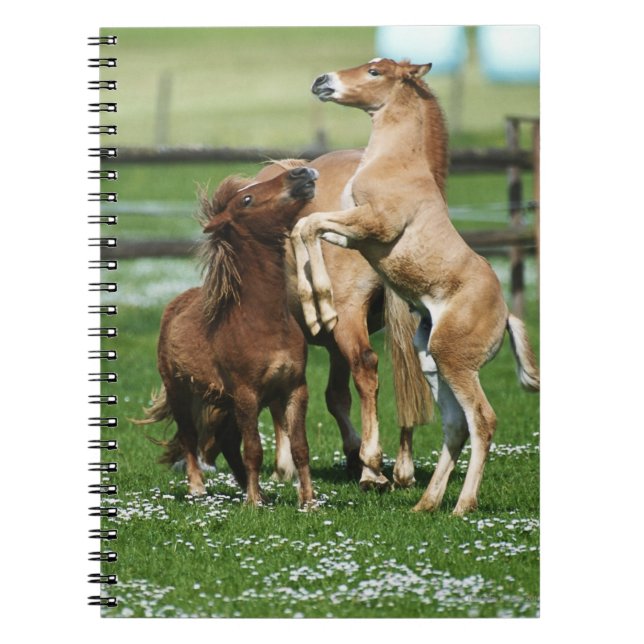 Horses 3 notebook (Front)