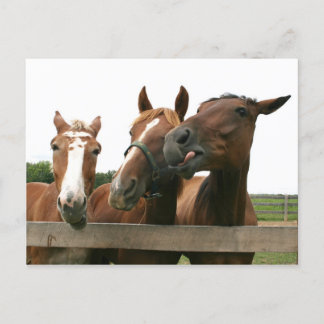 Horses acting silly postcard