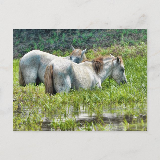 Horses Along the Amazon Postcard (Front)