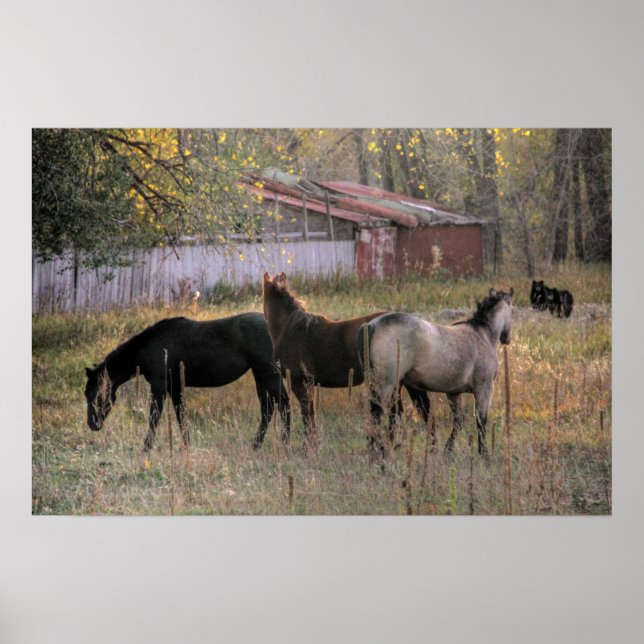 Horses and Bears Together Photo Art Poster (Front)