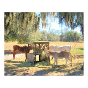 Horses and Donkey - On The Farm Poster