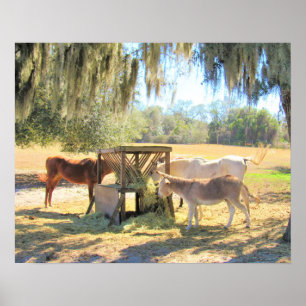 Horses and Donkey - On The Farm Poster