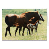 Horses and Foal Picture (Front Horizontal)