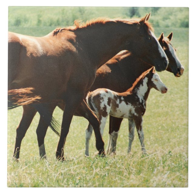 Horses and Foal Picture Ceramic Tile (Front)