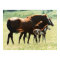 Horses and Foal Picture