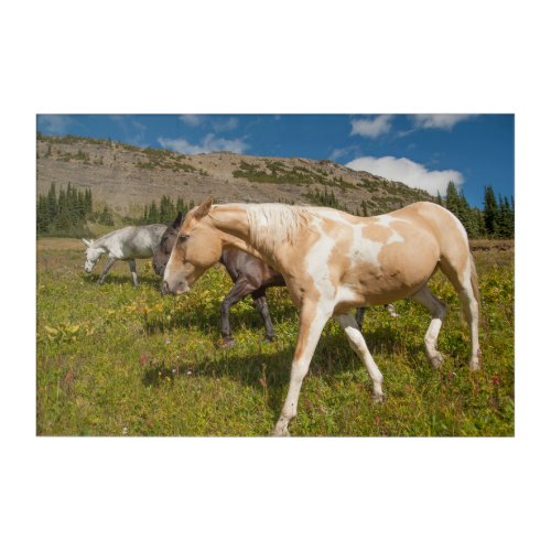 Horses and Mules Acrylic Print