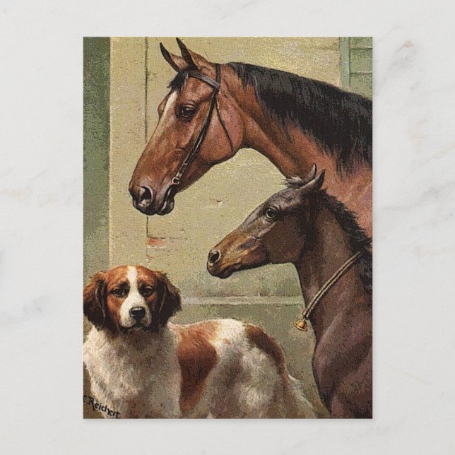 Horses and St Bernard Vintage Art Postcard (Front)