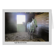 Horses at Rest at Safe Haven Farms