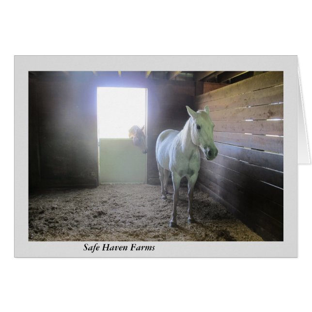 Horses at Rest at Safe Haven Farms Cards (Front Horizontal)