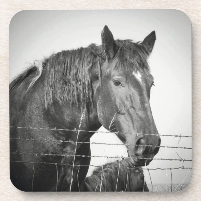Horses Behind the Fence in Black and White Beverage Coaster (Front)